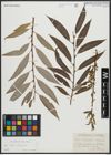 Foto von Salix alba L. x Salix fragilis L.